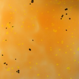 Xylem Series-terfesia 8