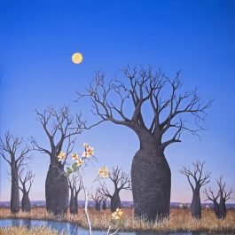 Boabs and the Kapok Garden